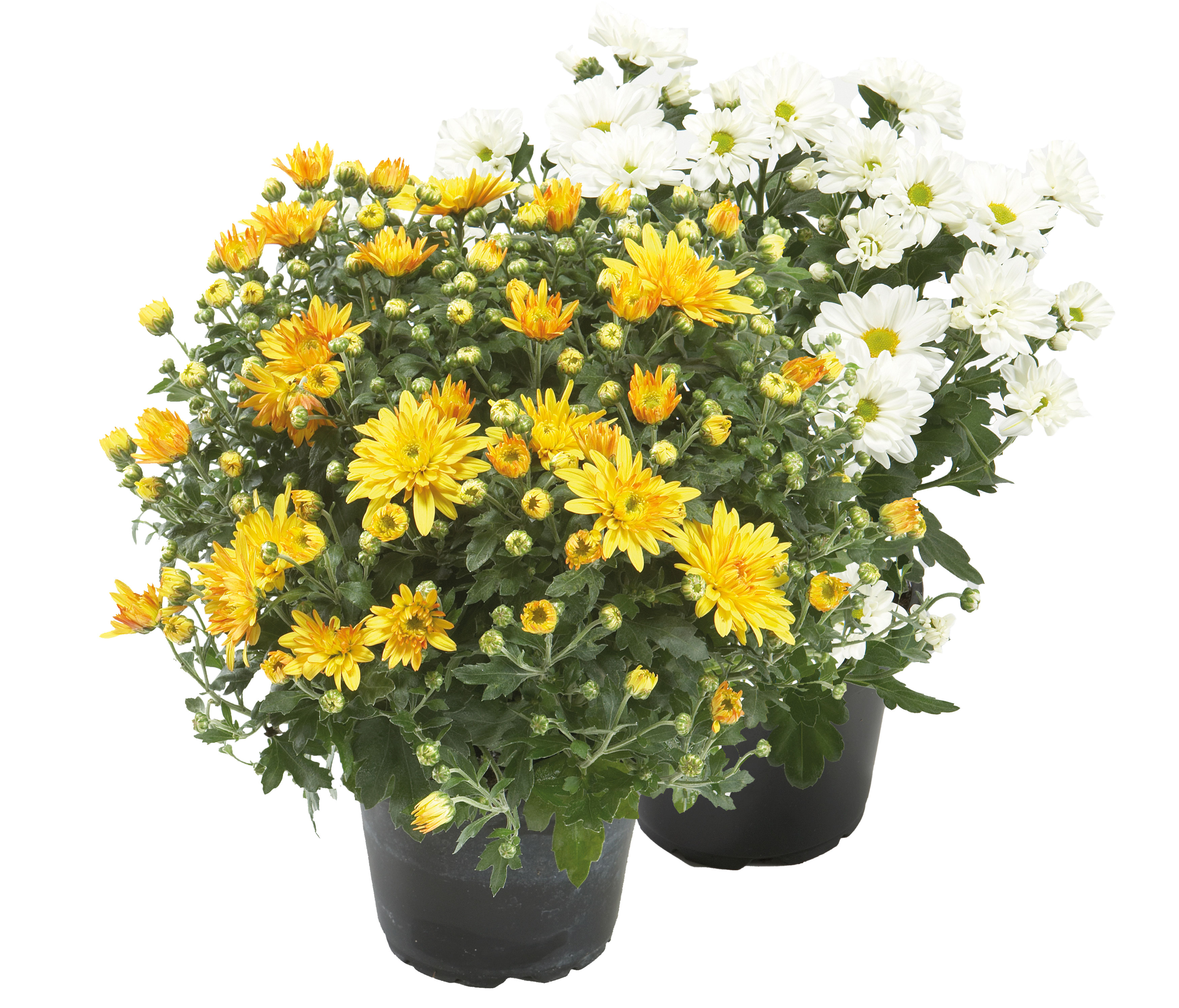 LANDGARD FACHHANDEL GMBH & CO. Chrysantheme winterhart Mix T13 Chrysantheme