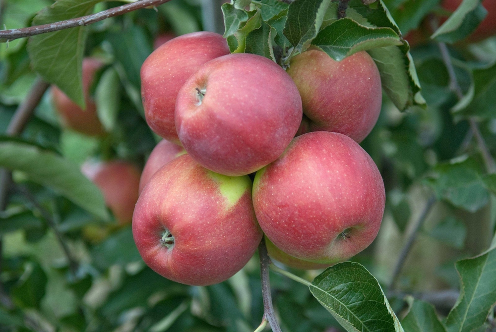 SÄMANN PFLANZENKONTOR Apfel Jonagold Apfel Bu 2 j. C10