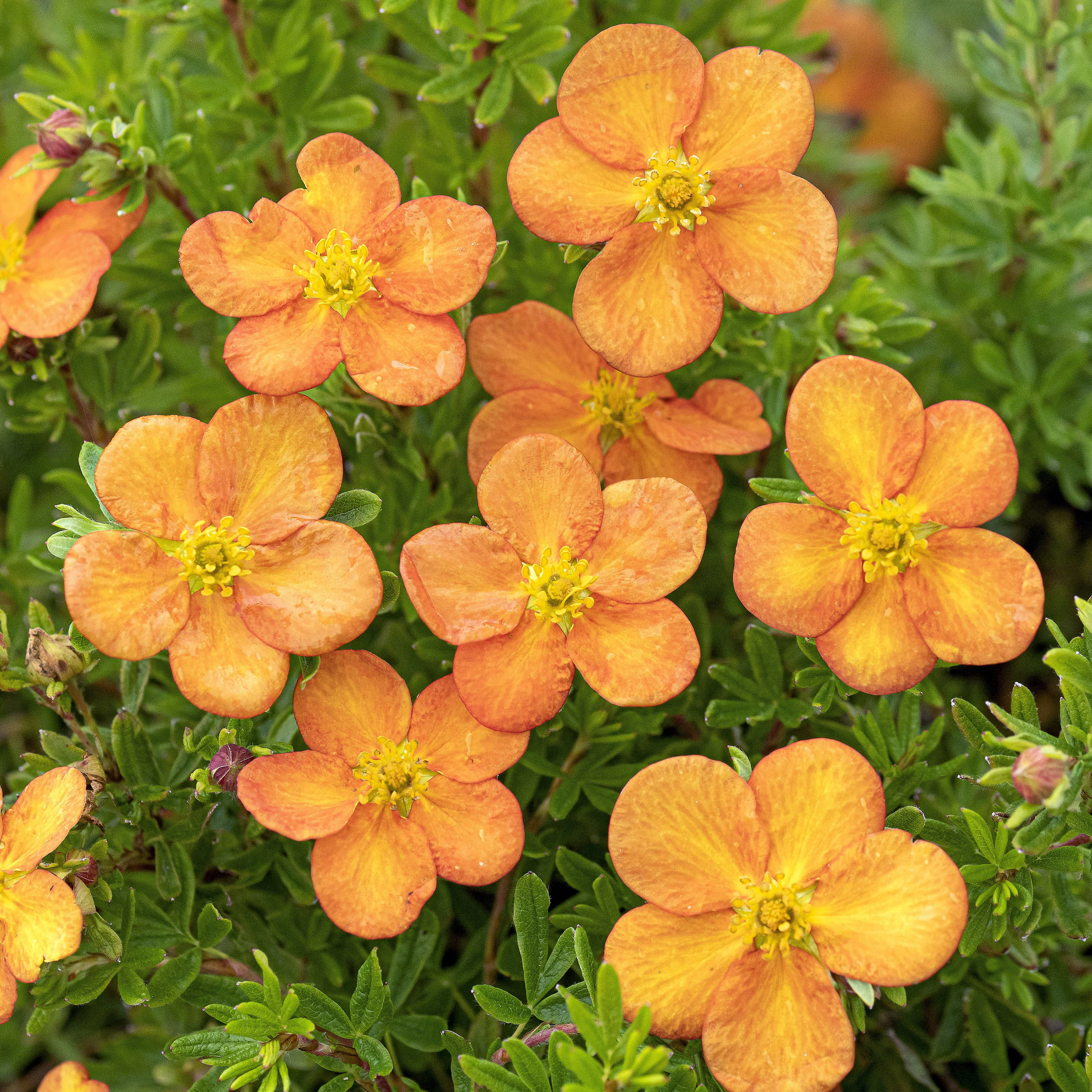 SÄMANN PFLANZENKONTOR Potentilla Bella Sol-R-20-30 Fingerstrauch C2
