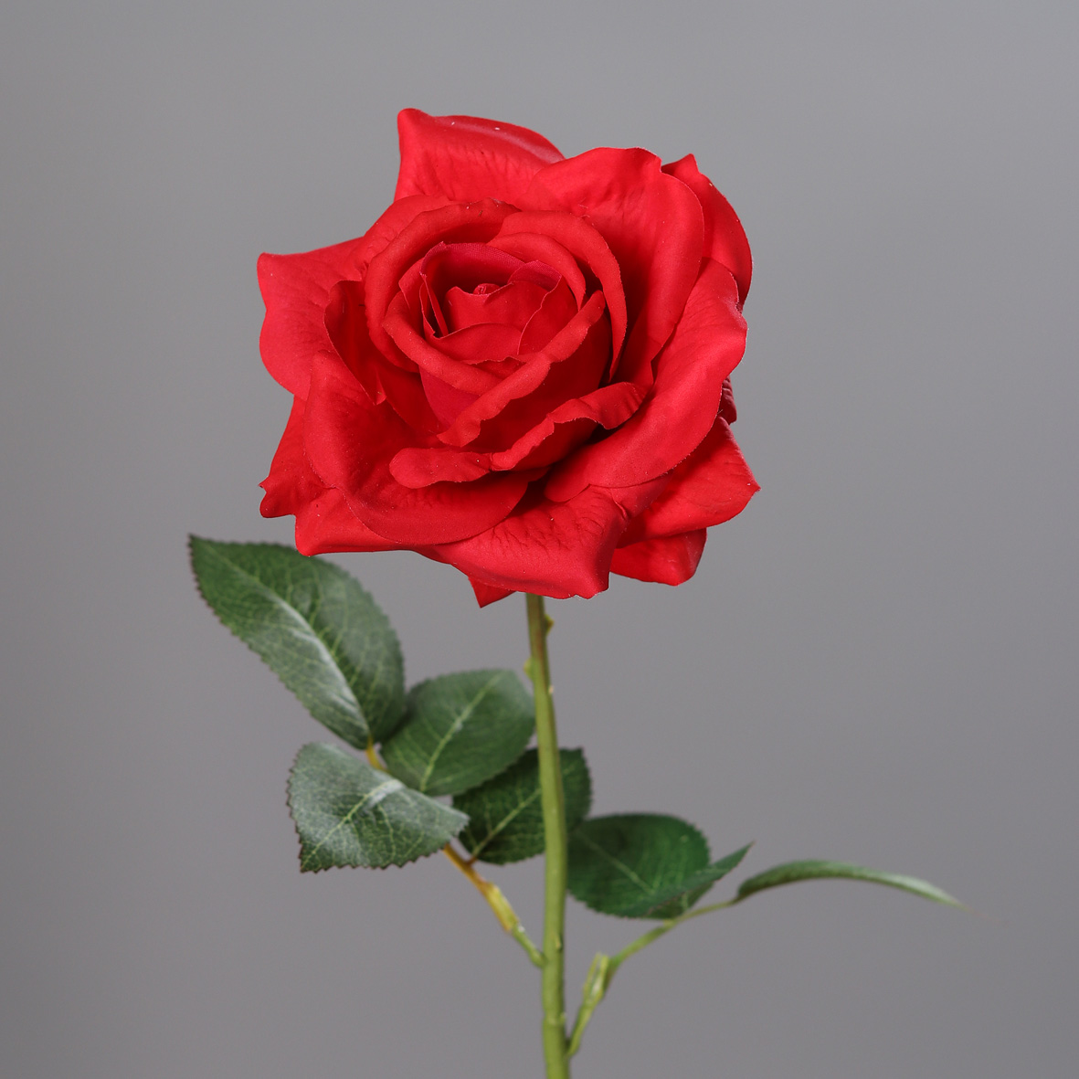 DPI GMBH - BRÜHL Rose Touch red 68cm 
